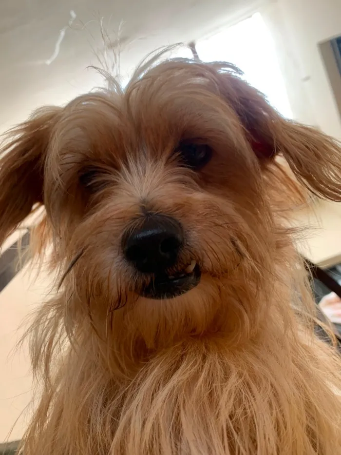 Cachorro raça SRD-ViraLata idade 6 ou mais anos nome Marley