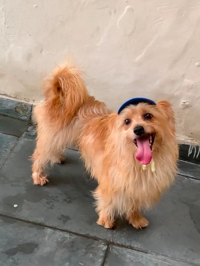 Cachorro raça SRD-ViraLata idade 6 ou mais anos nome Marley