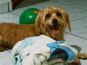 Cachorro raça SRD-ViraLata idade 6 ou mais anos nome Marley