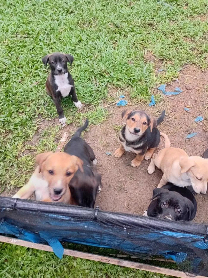Cachorro raça SRD-ViraLata idade 2 a 6 meses nome filhotes 