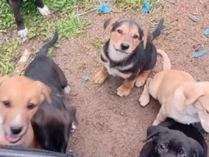 Cachorro raça SRD-ViraLata idade 2 a 6 meses nome filhotes 