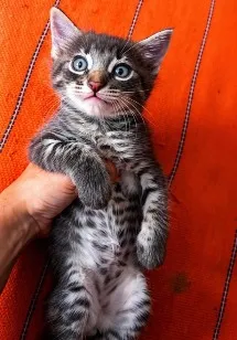 Gato raça SRD-ViraLata idade 2 a 6 meses nome Gatinho para doação!