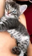 Gatinho para doação!