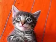 Gatinho para doação!