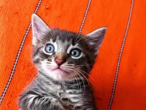 Gato raça SRD-ViraLata idade 2 a 6 meses nome Gatinho para doação!