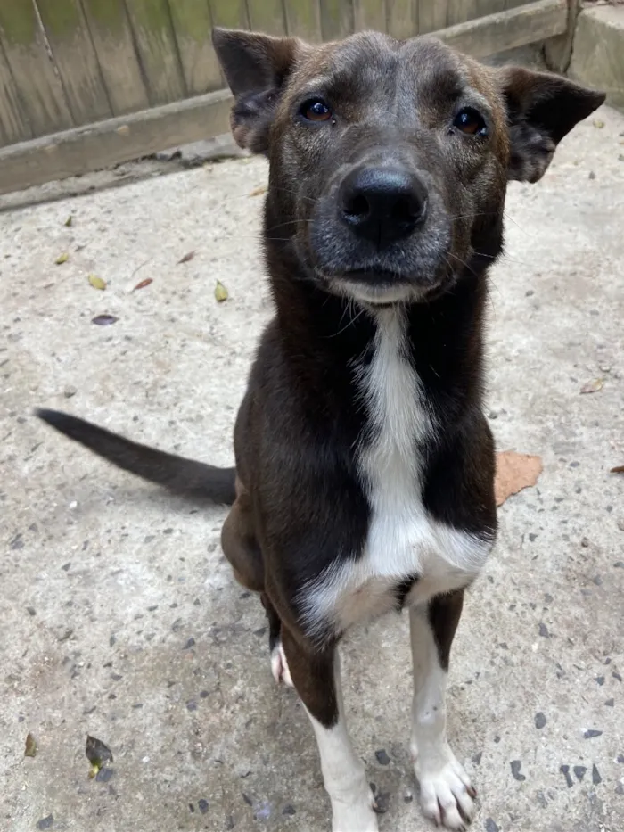Cachorro raça SRD-ViraLata idade 3 anos nome Regina