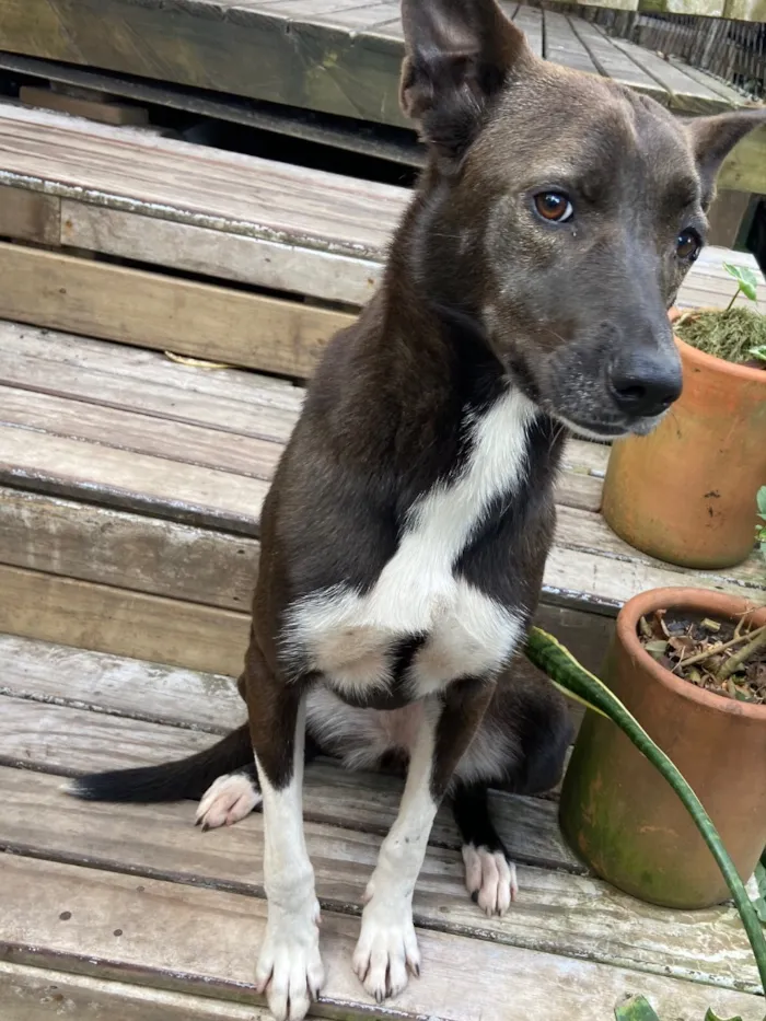 Cachorro raça SRD-ViraLata idade 3 anos nome Regina