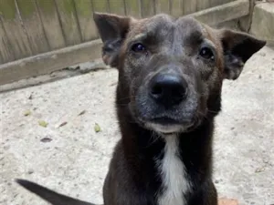 Cachorro raça SRD-ViraLata idade 3 anos nome Regina