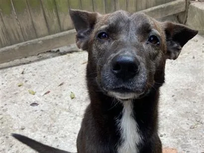 Cachorro raça SRD-ViraLata idade 3 anos nome Regina