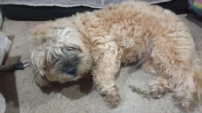 Cachorro raça SRD-ViraLata idade 7 a 11 meses nome kapkeik