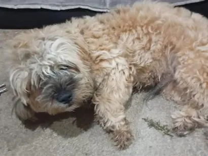Cachorro raça SRD-ViraLata idade 7 a 11 meses nome kapkeik