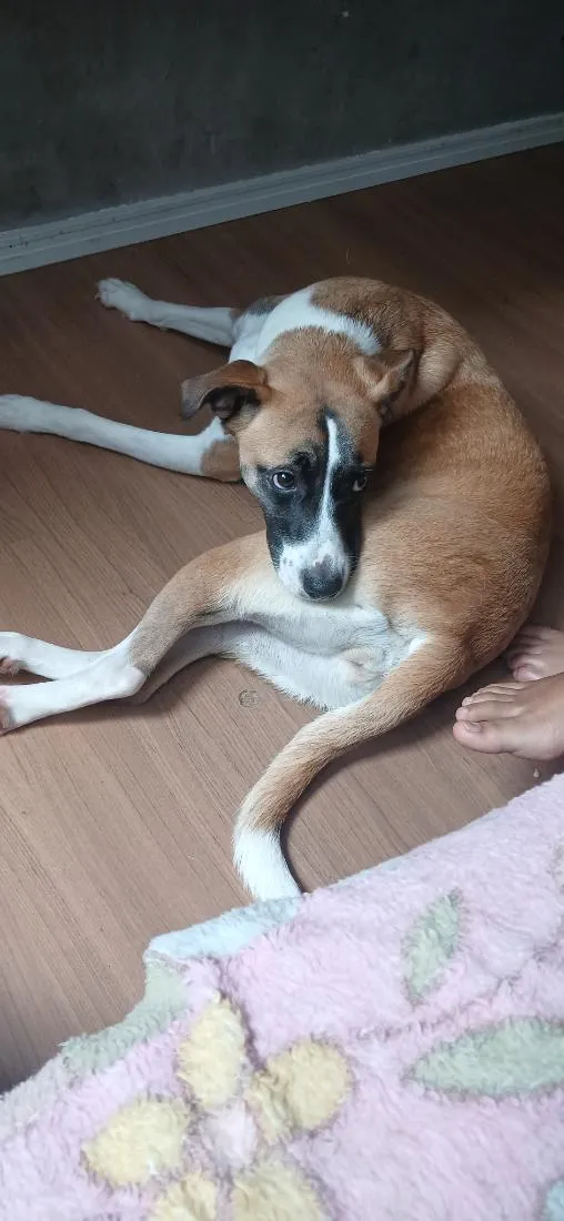 Cachorro raça SRD-ViraLata idade 2 anos nome Solange/ Sol