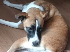 Cachorro raça SRD-ViraLata idade 2 anos nome Solange/ Sol