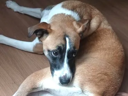 Cachorro raça SRD-ViraLata idade 2 anos nome Solange/ Sol