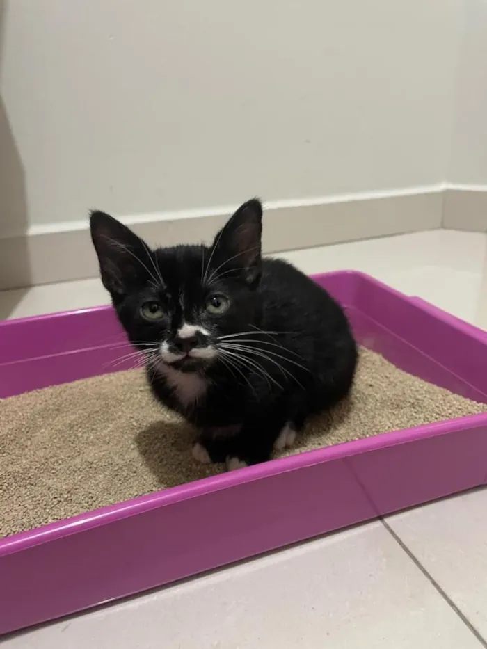 Gato raça SRD-ViraLata idade 2 a 6 meses nome Luna
