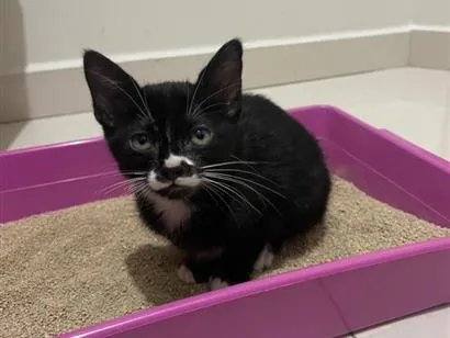 Gato raça SRD-ViraLata idade 2 a 6 meses nome Luna