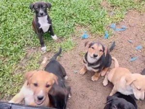 Cachorro raça SRD-ViraLata idade 2 a 6 meses nome filhotes 
