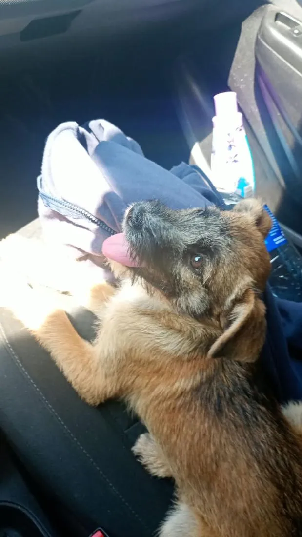 Cachorro raça SRD-ViraLata idade 1 ano nome n tem
