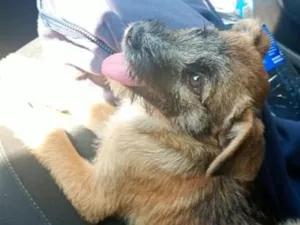 Cachorro raça SRD-ViraLata idade 1 ano nome n tem