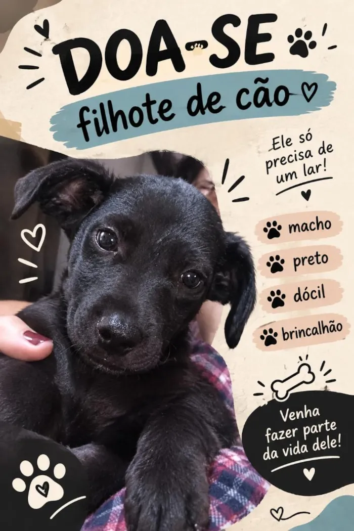 Cachorro raça SRD-ViraLata idade 2 a 6 meses nome pretinho