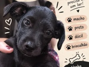 Cachorro raça SRD-ViraLata idade 2 a 6 meses nome pretinho