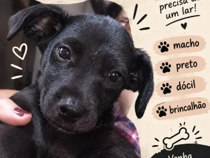 Cachorro raça SRD-ViraLata idade 2 a 6 meses nome pretinho