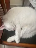 Mia