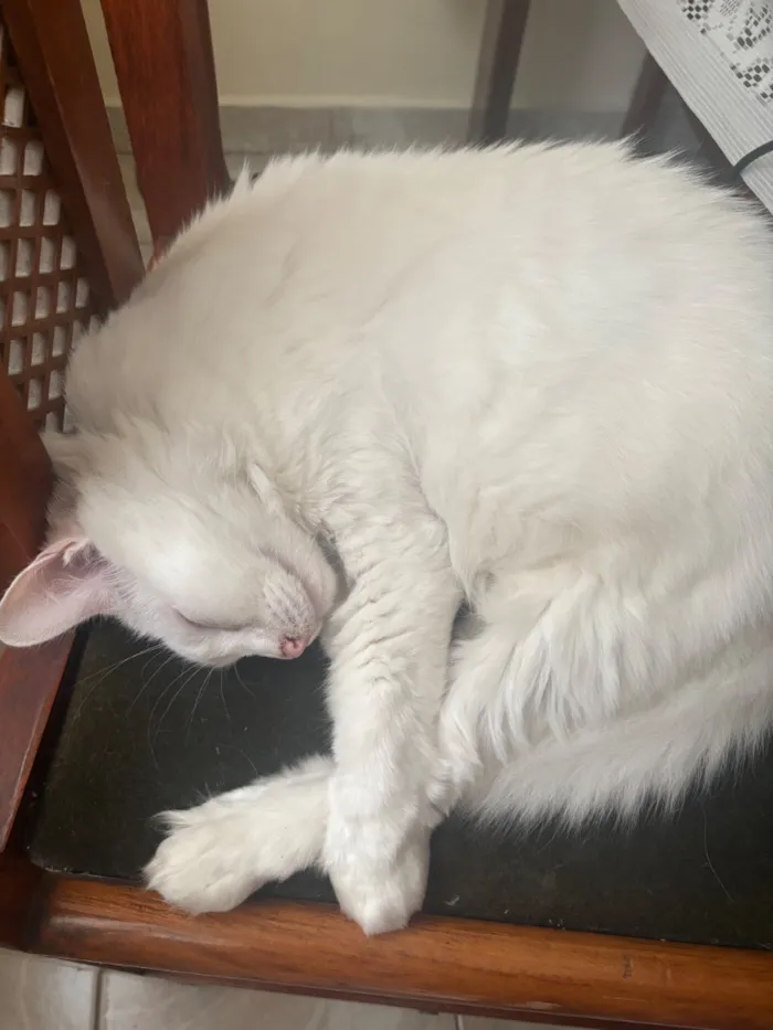 Gato raça SRD-ViraLata idade 6 ou mais anos nome Mia
