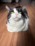 Stella