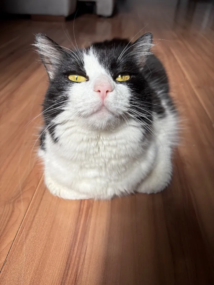 Gato raça SRD-ViraLata idade 5 anos nome Stella