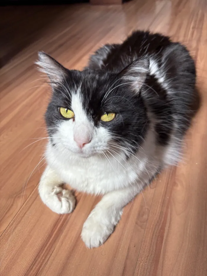 Gato raça SRD-ViraLata idade 5 anos nome Stella