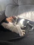 Stella