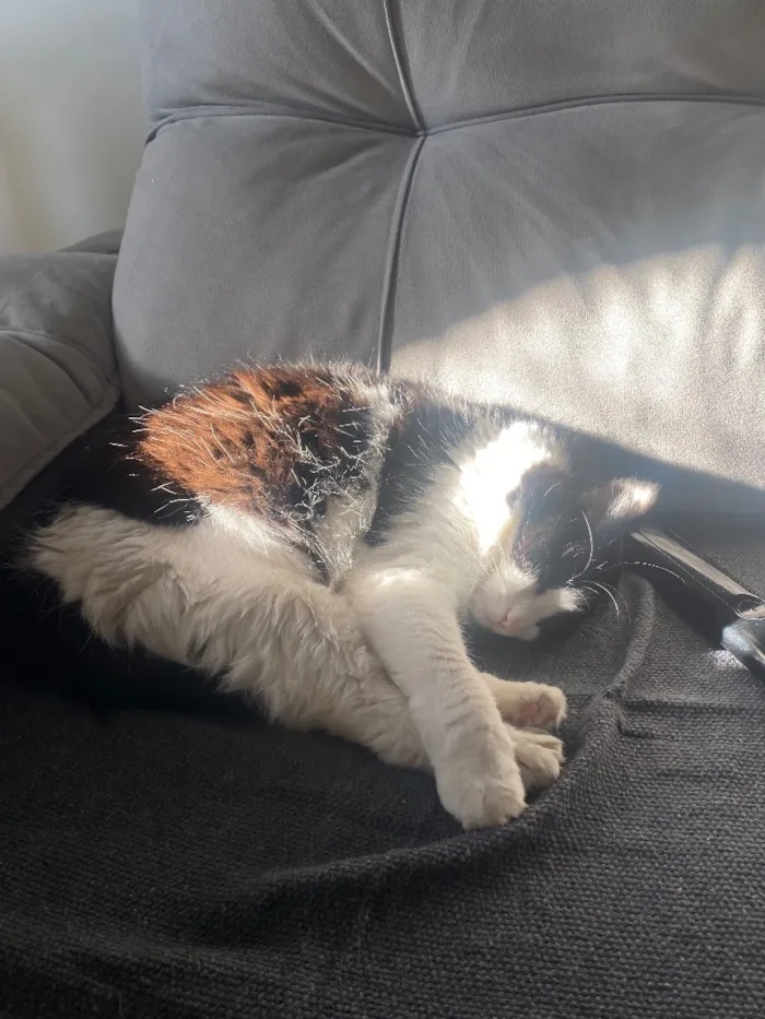 Gato raça SRD-ViraLata idade 5 anos nome Stella