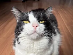 Gato raça SRD-ViraLata idade 5 anos nome Stella