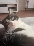 Stella