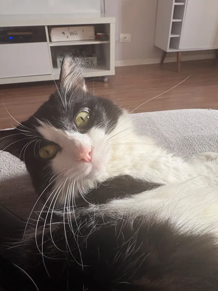 Gato raça SRD-ViraLata idade 5 anos nome Stella