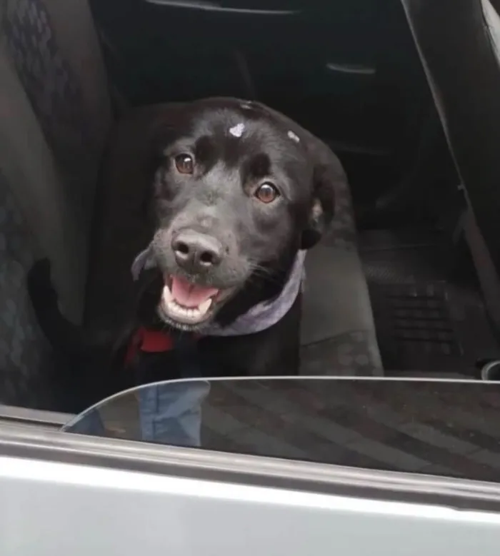 Cachorro raça SRD-ViraLata idade 2 anos nome CACAU