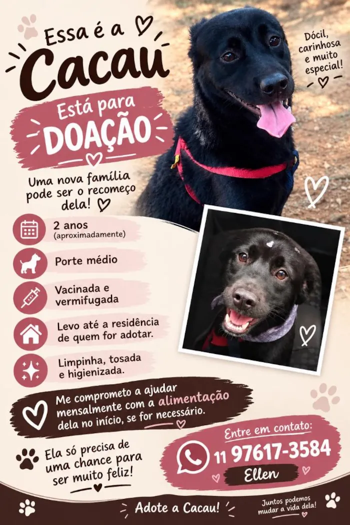 Cachorro raça SRD-ViraLata idade 2 anos nome CACAU