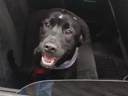 Cachorro raça SRD-ViraLata idade 2 anos nome CACAU