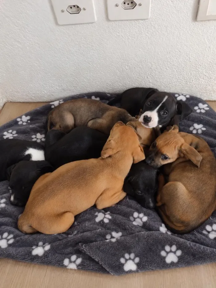 Cachorro raça Pit-Bull idade Abaixo de 2 meses nome filhotes