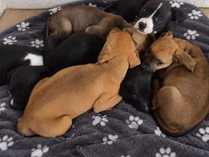 Cachorro raça Pit-Bull idade Abaixo de 2 meses nome filhotes