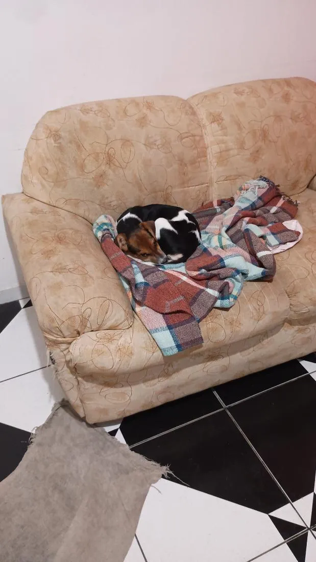 Cachorro raça SRD-ViraLata idade 2 a 6 meses nome estou chamando de Scooby 
