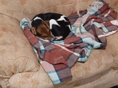 Cachorro raça SRD-ViraLata idade 2 a 6 meses nome estou chamando de Scooby 