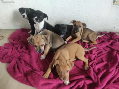 Cachorro raça Pit-Bull idade Abaixo de 2 meses nome filhotes