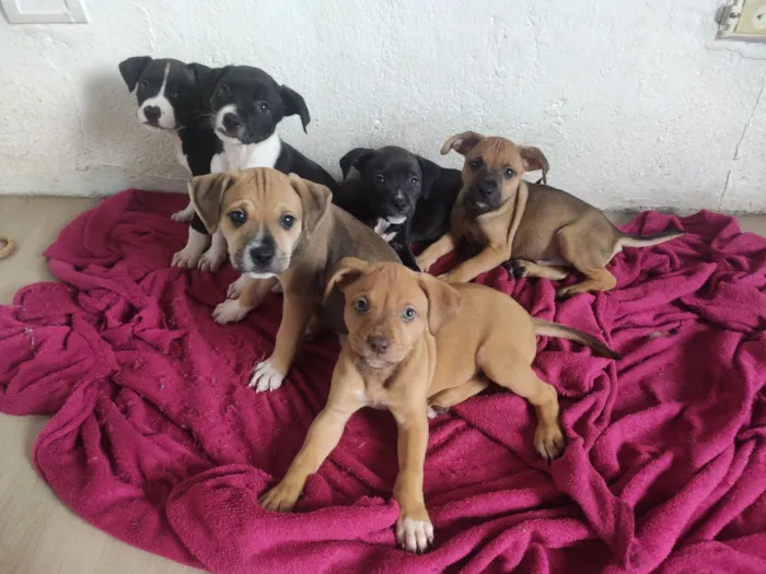 Cachorro raça Pit-Bull idade Abaixo de 2 meses nome filhotes