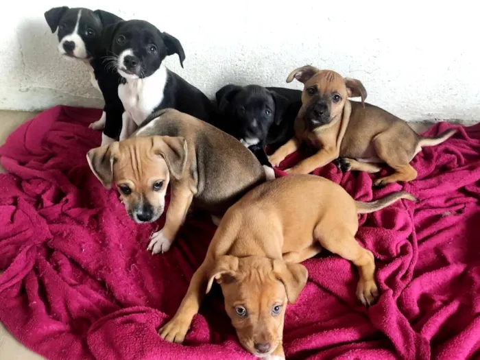 Cachorro raça Pit-Bull idade Abaixo de 2 meses nome filhotes