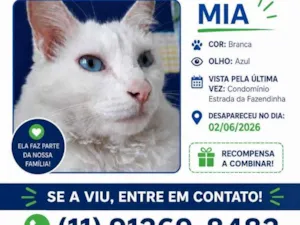 Gato raça SRD-ViraLata idade 6 ou mais anos nome Mia