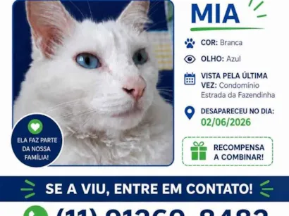 Gato raça SRD-ViraLata idade 6 ou mais anos nome Mia