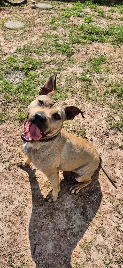 Cachorro raça SRD-ViraLata idade 2 anos nome Âmbar