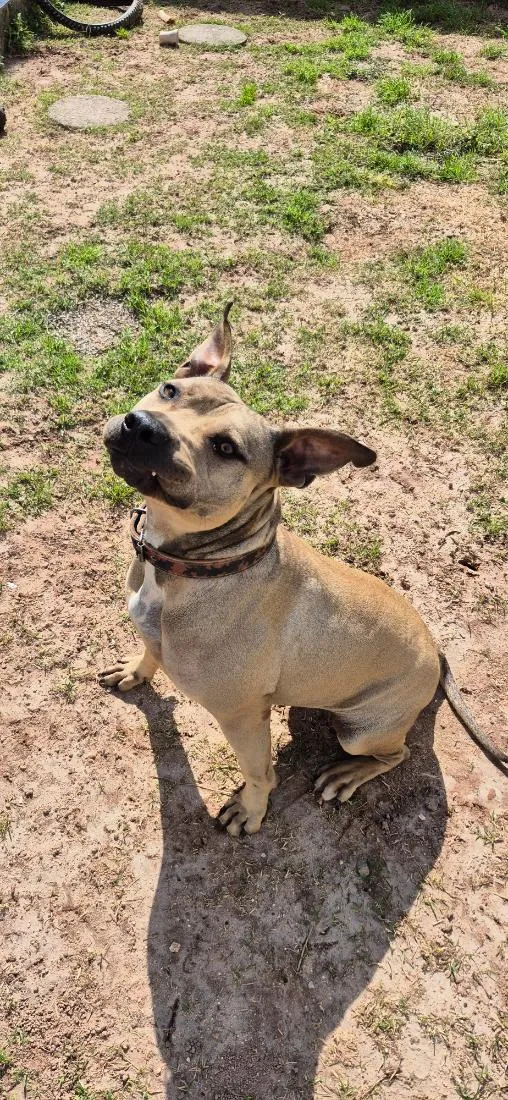 Cachorro raça SRD-ViraLata idade 2 anos nome Âmbar
